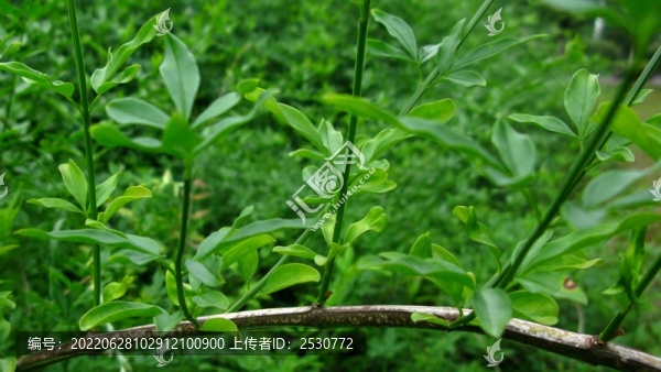 迎春花