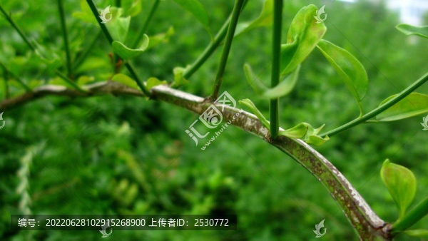 迎春花