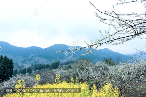 山花爛漫