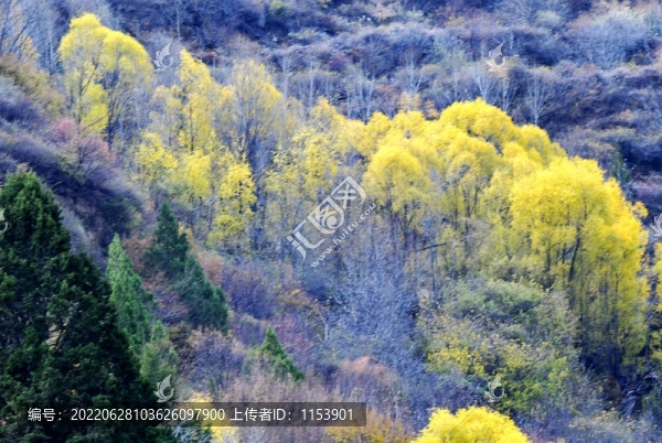秋天的山林