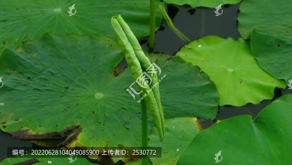 蓮