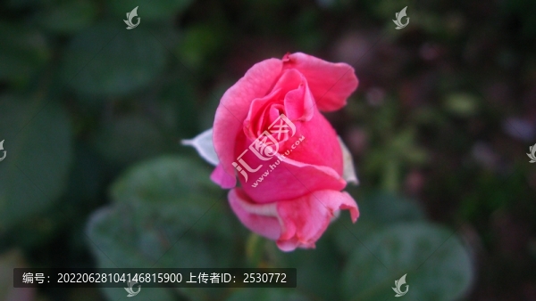 月季花
