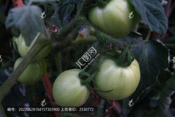 番茄