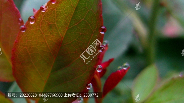 月季花
