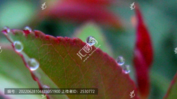 月季花