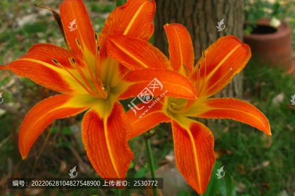 萱草