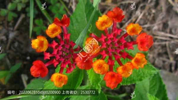 馬櫻丹