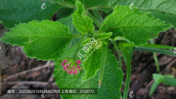 馬櫻丹