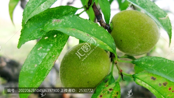 毛桃