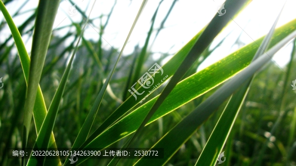 香蒲