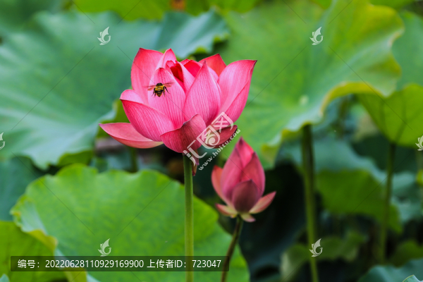 杭州曲院風(fēng)荷公園