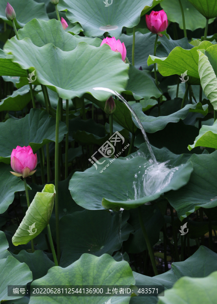 荷花荷葉