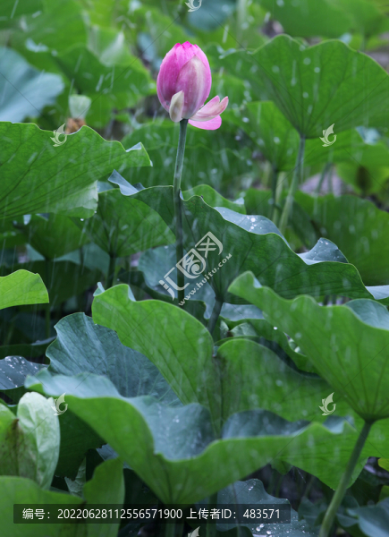荷花荷葉