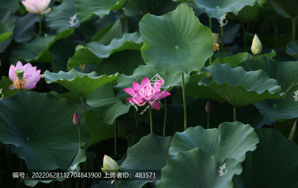 荷花荷葉