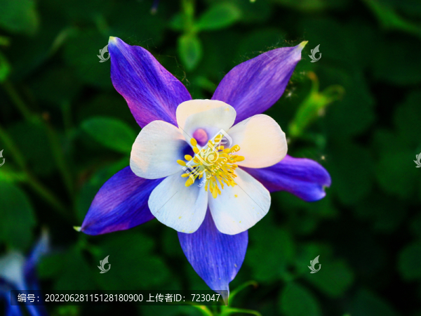 杭州西溪花朝節(jié)