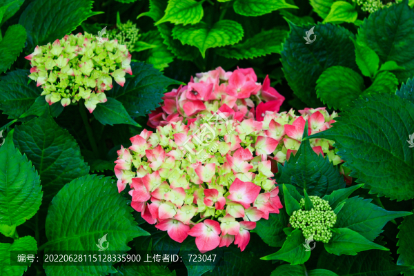 杭州西溪花朝節(jié)