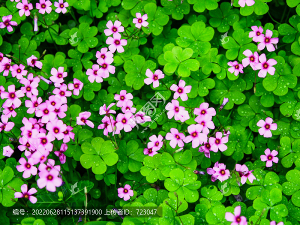杭州西溪花朝節(jié)