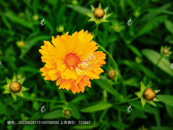 杭州西溪花朝節(jié)