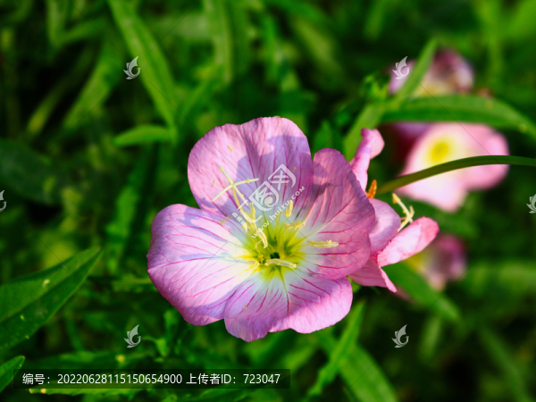 杭州西溪花朝節(jié)