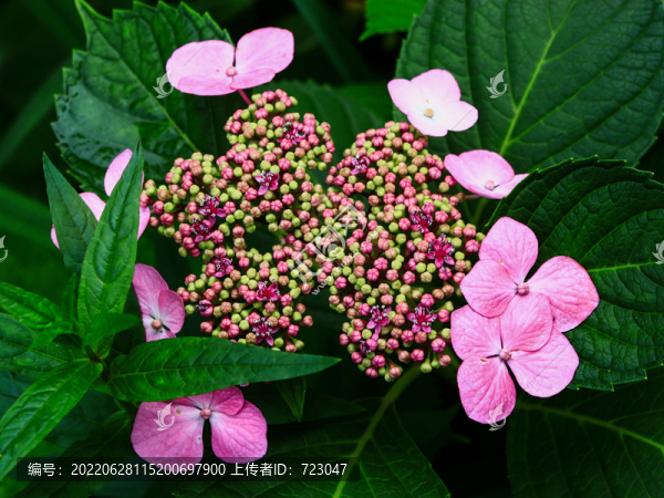 杭州西溪花朝節(jié)