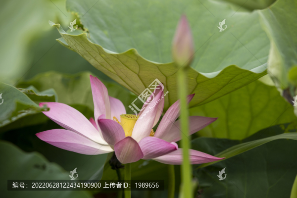 粉色荷花