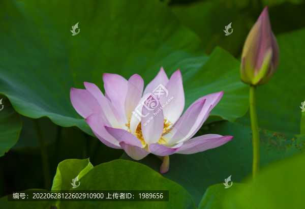 粉色荷花