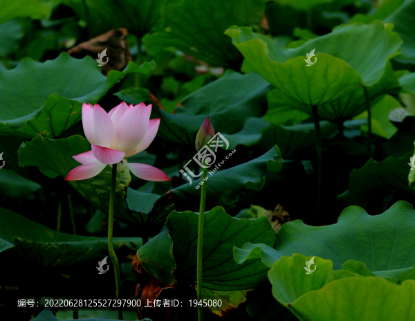 意境荷花