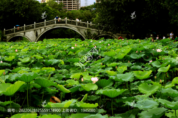 荷塘石拱橋