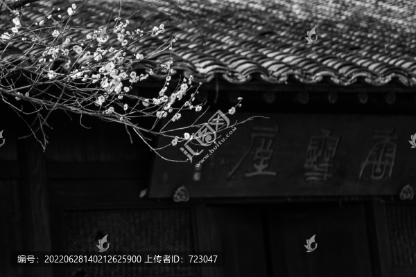 杭州西溪探梅