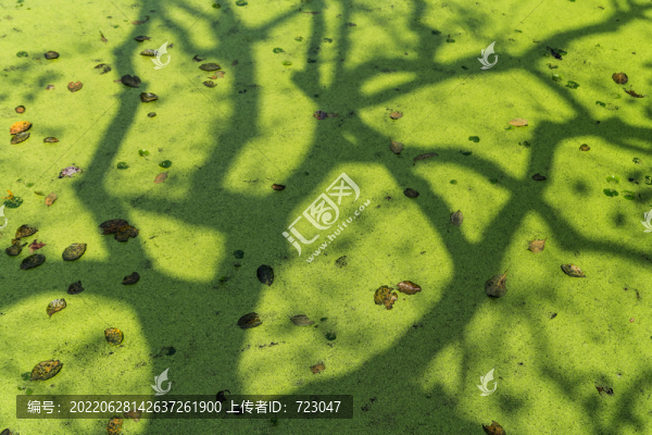 杭州西溪濕地秋色
