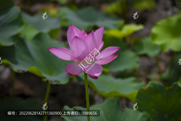 粉色荷花