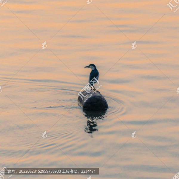 夜鷺