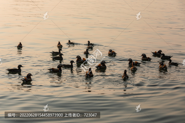 杭州西湖鴛鴦