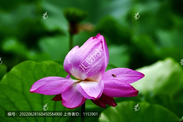 荷花