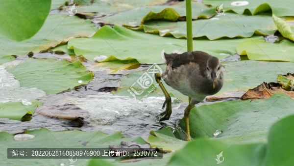 黑水雞