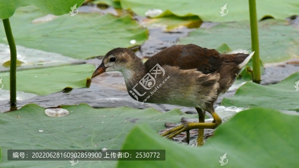 黑水雞