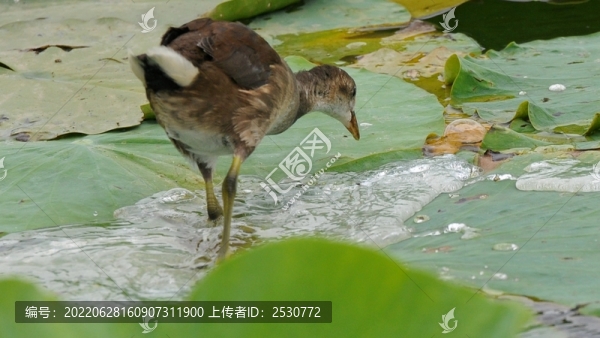 黑水雞