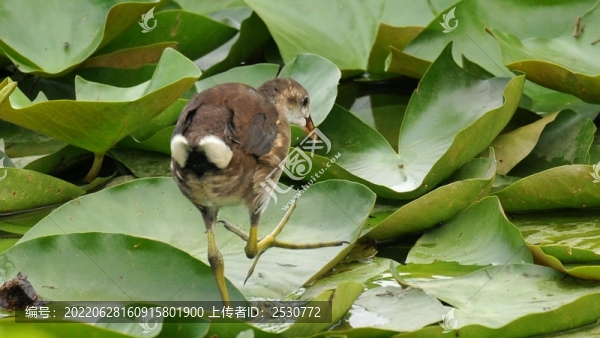 黑水雞