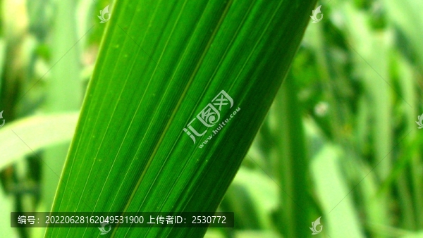 菖蒲