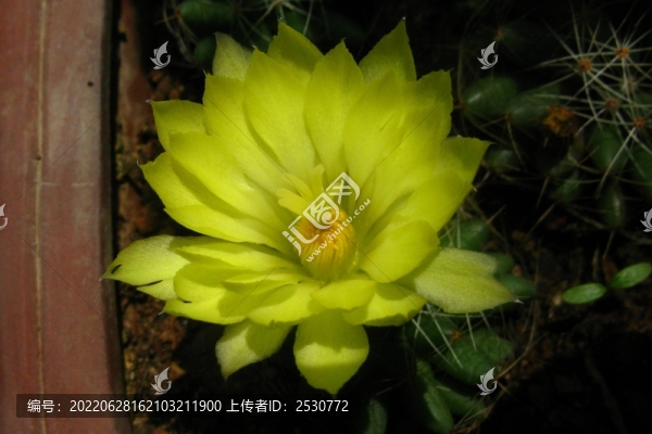 仙人球花