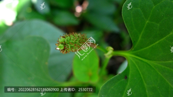 蕺菜