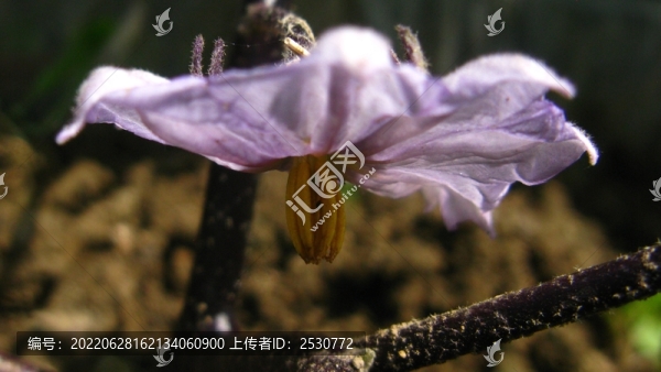 茄