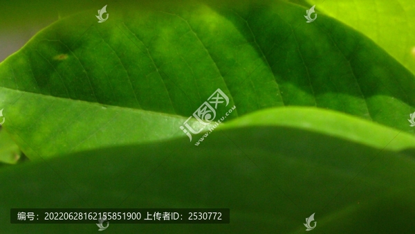 白蘭