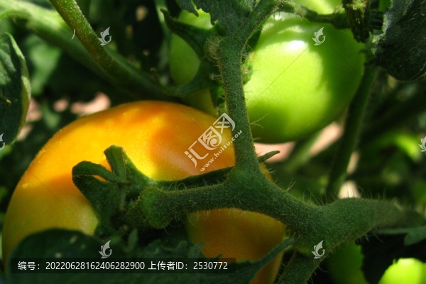 番茄