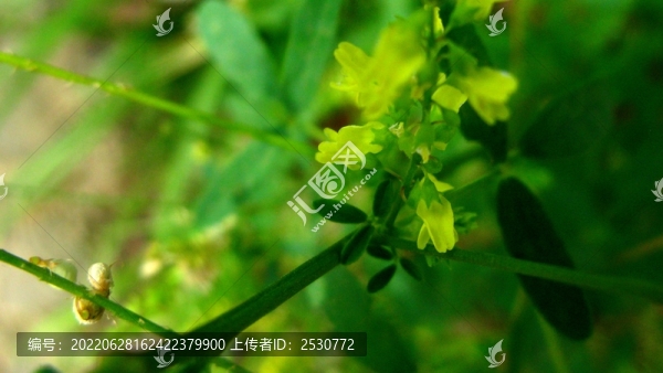草木犀