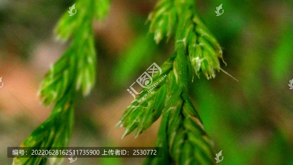 黑麥草