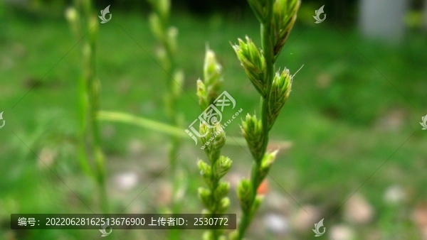 黑麥草
