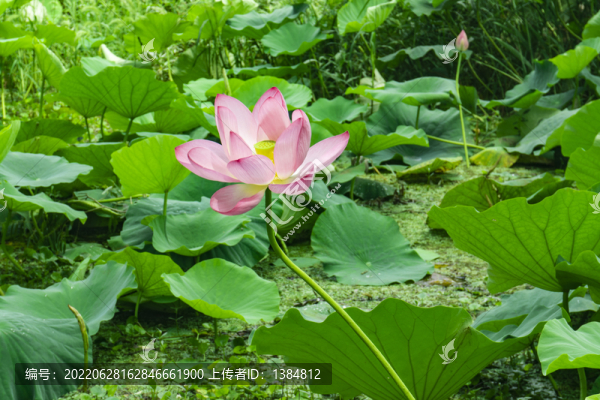 湖北洪湖荷花