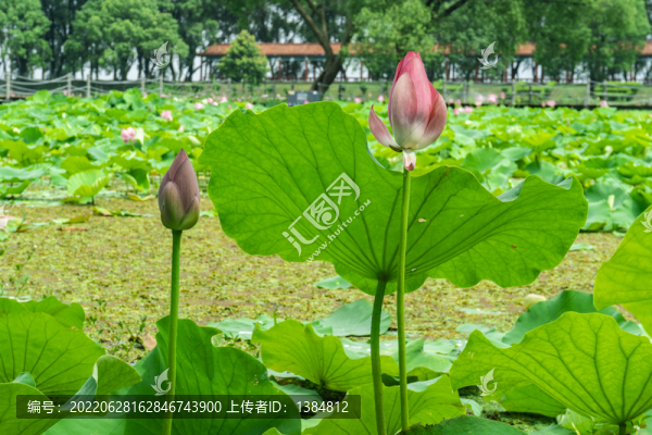 湖北洪湖荷花