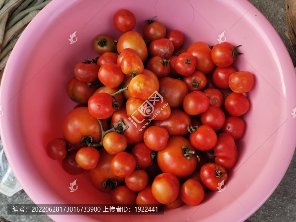 紅色西紅柿